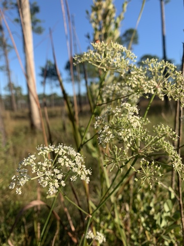 coastal plain angelica (Angelica dentata)