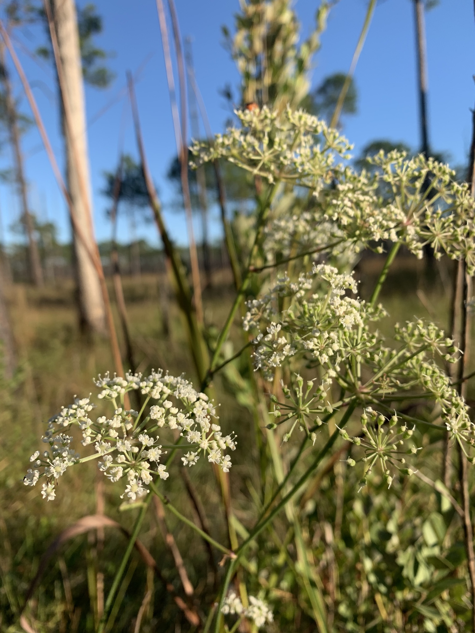 Angelica dentata