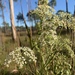Coastal Plain Angelica - Photo (c) lillybyrd, some rights reserved (CC BY-NC), uploaded by lillybyrd