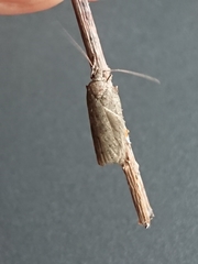 Phaeosaces
