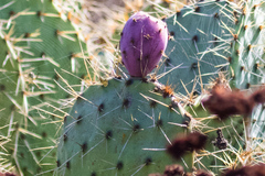 Opuntia × occidentalis