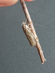 Phaeosaces