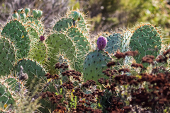 Opuntia × occidentalis
