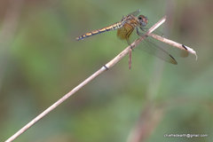 Trithemis aurora
