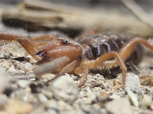 Iberian Solifugid, Arganda del Rey, 28500, Madrid, España, photo 9 of 10