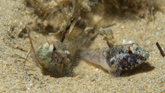 Nesogobius pulchellus