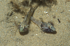 Nesogobius pulchellus