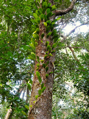 Bulbophyllum baileyi, photograph 2