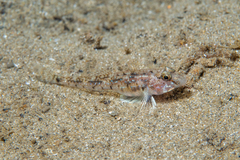 Nesogobius