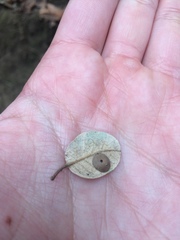 Paracraspis guadaloupensis