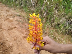 Palicourea guianensis