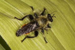 Laphria fernaldi