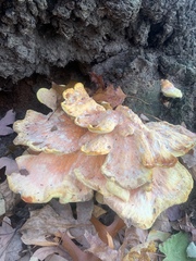 Laetiporus sulphureus