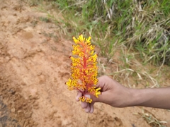 Palicourea guianensis