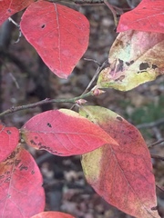 Vaccinium corymbosum