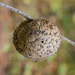 Live Oak Apple Gall Wasp - Photo (c) Franco Folini, some rights reserved (CC BY)