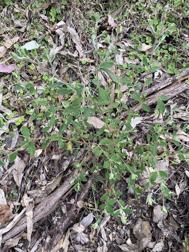 Pimelea altior, photograph 4