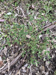 Pimelea altior, photograph Martin Hannan-Jones, CC BY, iNaturalist via GBIF