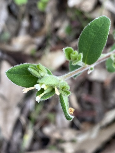 Pimelea altior, photograph 3