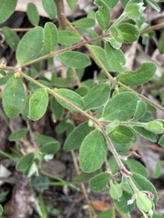 Pimelea altior, photograph Martin Hannan-Jones, CC BY, iNaturalist via GBIF