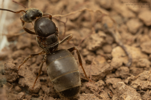 Central European Bicolored Ant, GRCW+2M Burađa, Szerbia, photo 7 of 10
