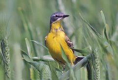 Motacilla flava cinereocapilla