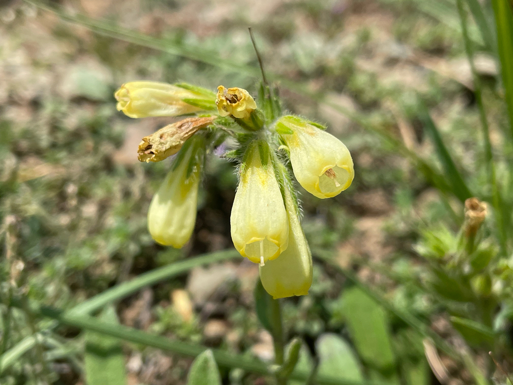 Onosma pygmaea