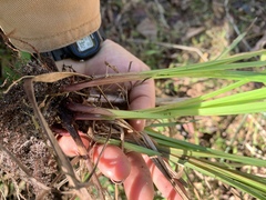 Cyperus tetragonus