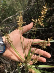 Cyperus tetragonus