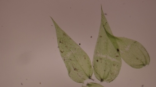 Loose Straw Moss (Rhynchostegium tenuifolium)