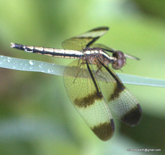 Neurothemis tullia