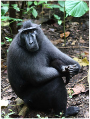 Macaca nigra