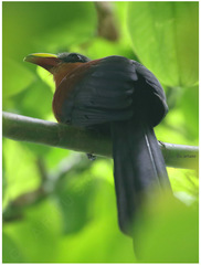 Rhamphococcyx calyorhynchus