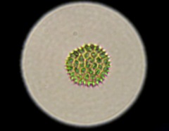 Pseudopediastrum