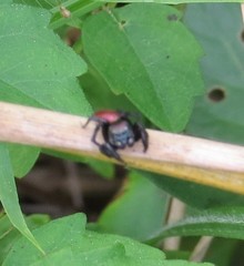 Habronattus decorus