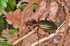 Carabus lineatus lateralis