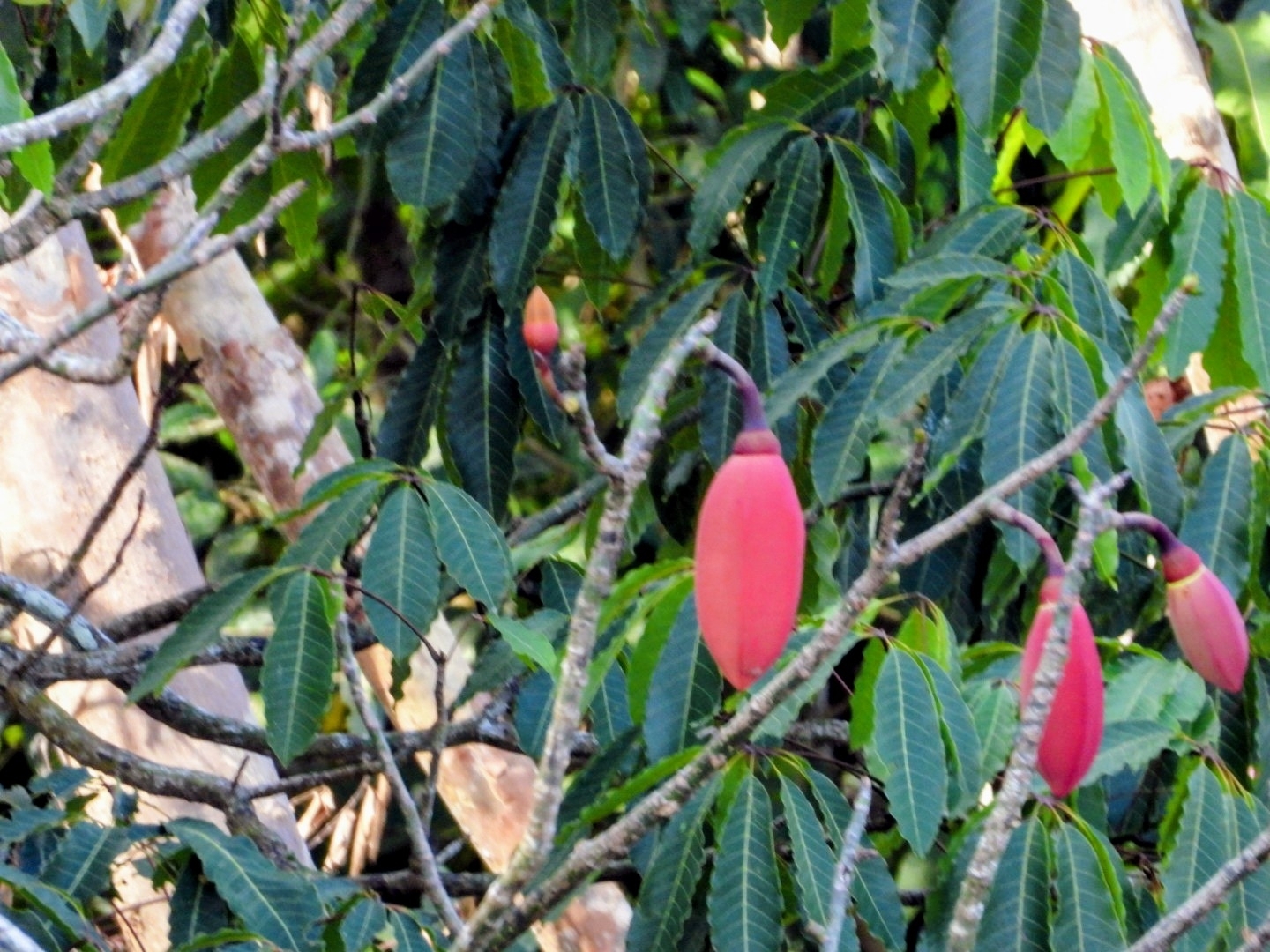 Pseudobombax munguba