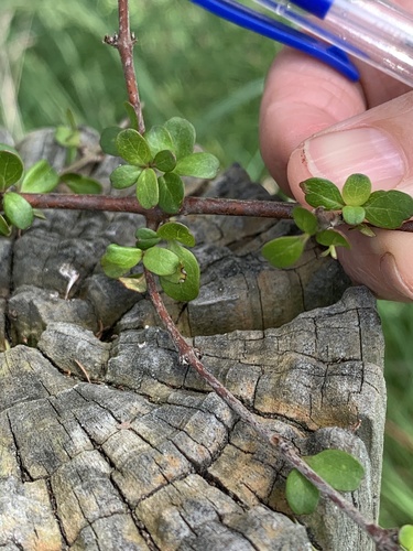 Coprosma rigida observed 2019-11-14