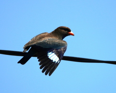 Oriental Dollarbird photo 6