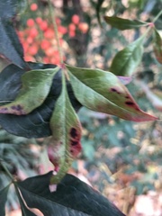 Pseudocercospora nandinae