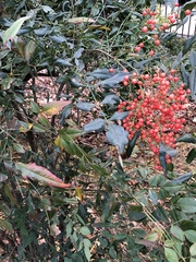 Pseudocercospora nandinae
