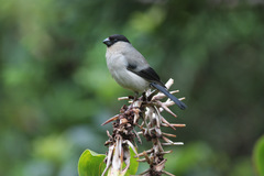 Pyrrhula murina