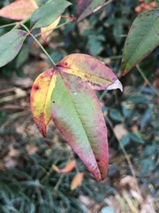 Pseudocercospora nandinae