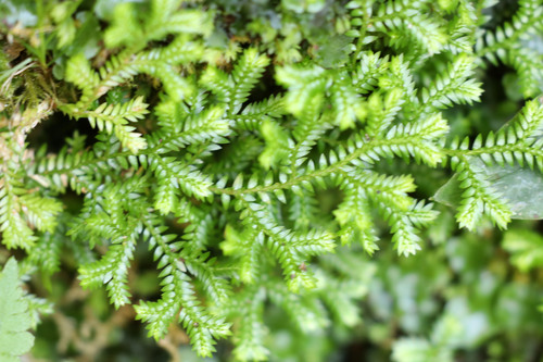 Selaginella kraussiana