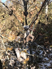 Crataegus harbisonii