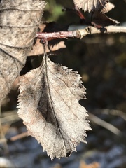 Crataegus harbisonii
