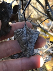 Crataegus harbisonii