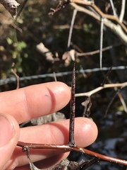Crataegus harbisonii