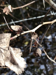 Crataegus harbisonii
