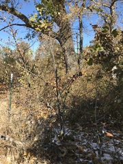 Crataegus harbisonii